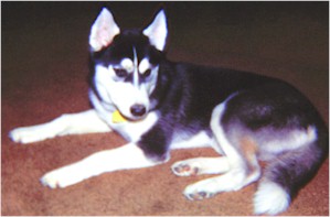 Snowmate's Natasha born April 19, 1988