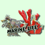 Marine Life