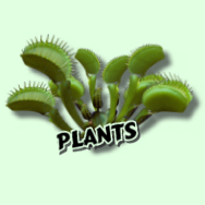 Plants