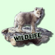 Wildlife