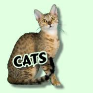 Cats