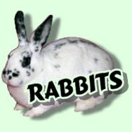 Rabbits