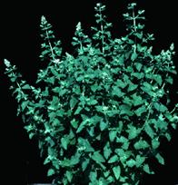 Catnip Plant